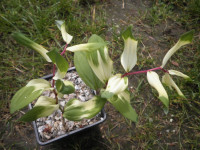 /album/fotogalerie-nabidka/polygonatum-odoratum-byakko-jpg/